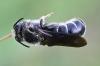 360138 – Photo : Liliane Delattre – France (30)